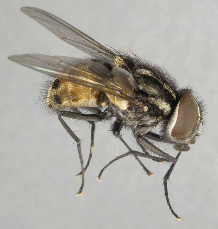 Image of House fly