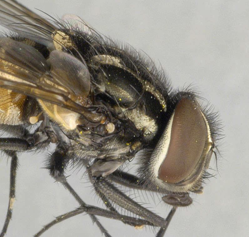 Image of House fly