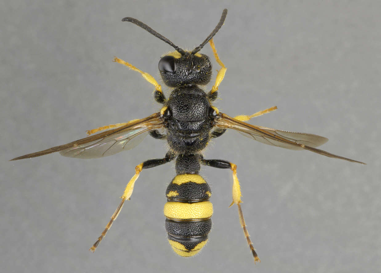 Image of Ornate Tailed Digger Wasp