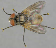 Image of Phasia obesa (Fabricius 1798)