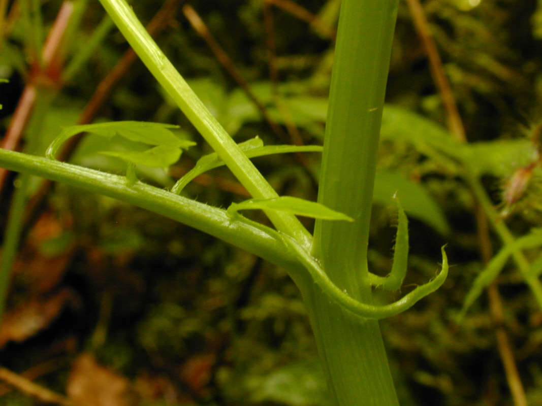 Image of Narrow-leaved Bittercress