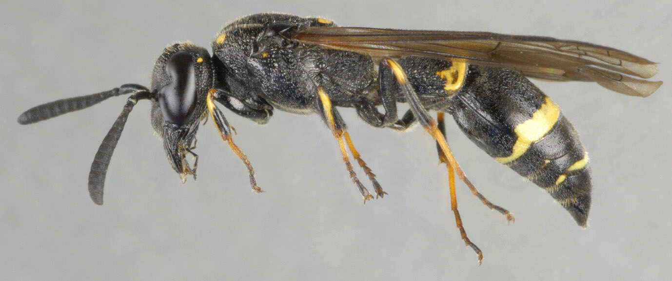 Image of Symmorphus bifasciatus (Linnaeus 1761)