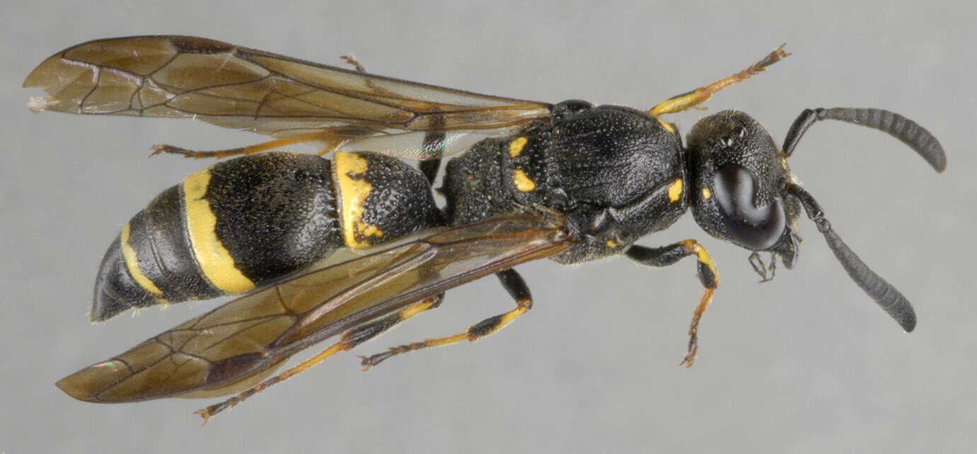 Image of Symmorphus bifasciatus (Linnaeus 1761)