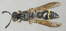 Image of Symmorphus bifasciatus (Linnaeus 1761)