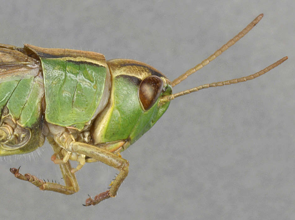 Image of Common green grasshopper