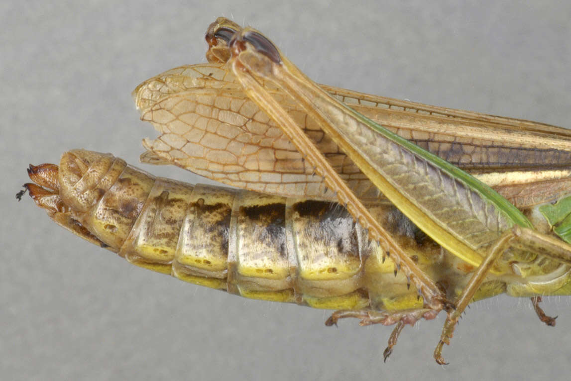 Image of Common green grasshopper