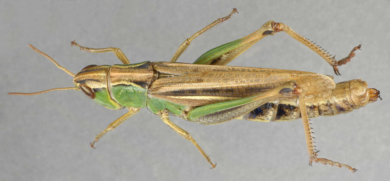 Image of Common green grasshopper