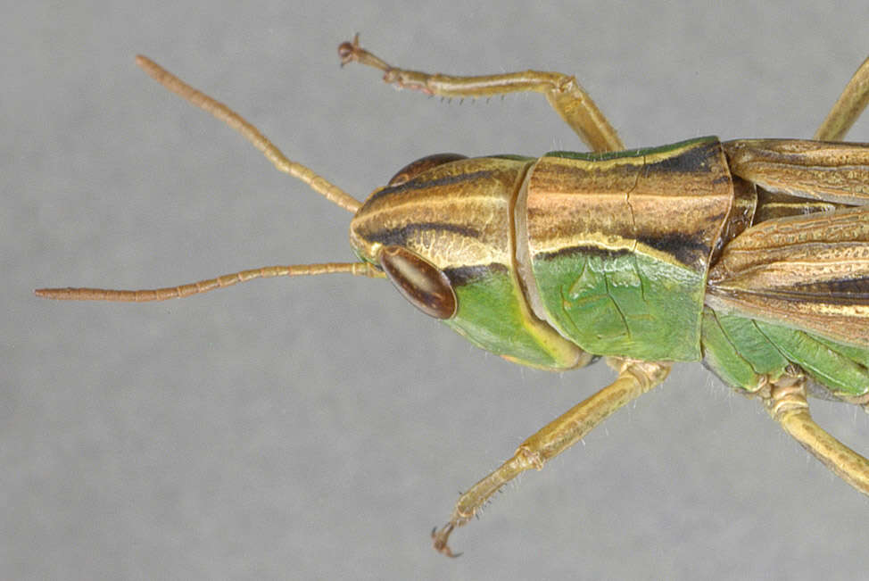 Image of Common green grasshopper