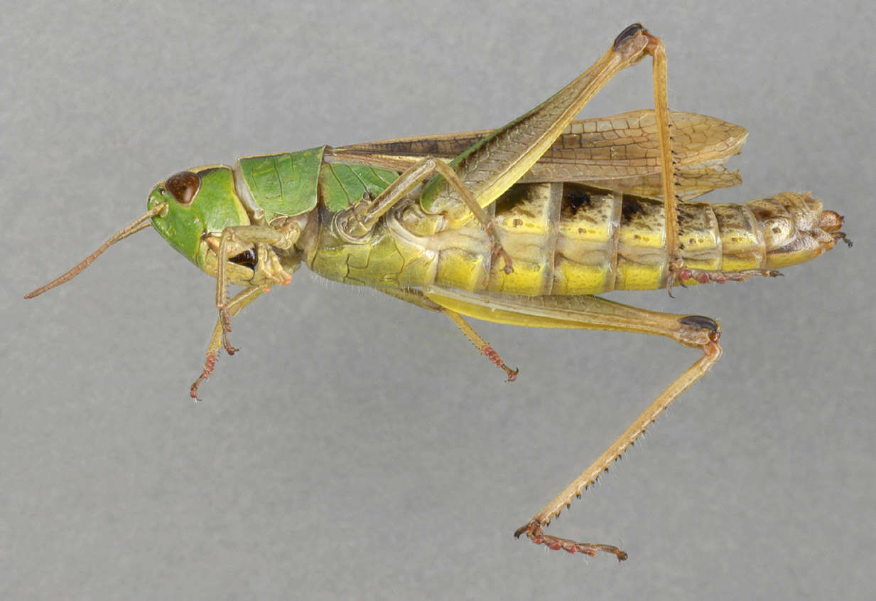 Image of Common green grasshopper