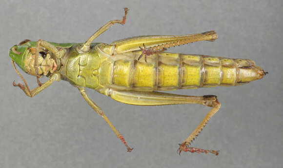 Image of Common green grasshopper