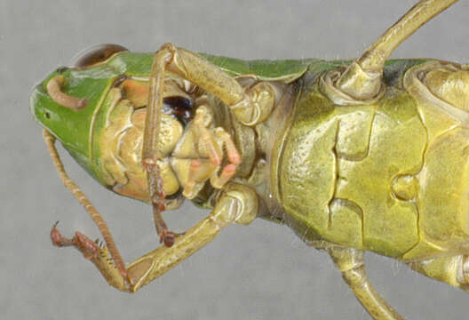 Image of Common green grasshopper