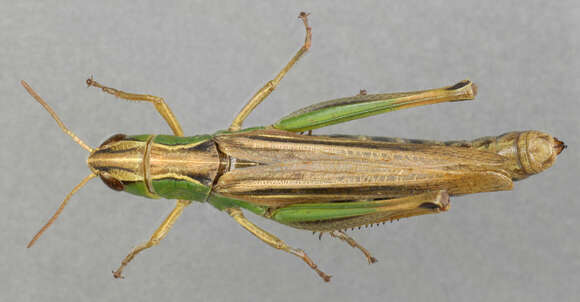 Image of Common green grasshopper