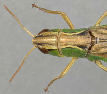 Image of Common green grasshopper