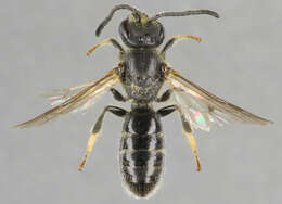 Image of Lasioglossum lativentre (Schenck 1853)