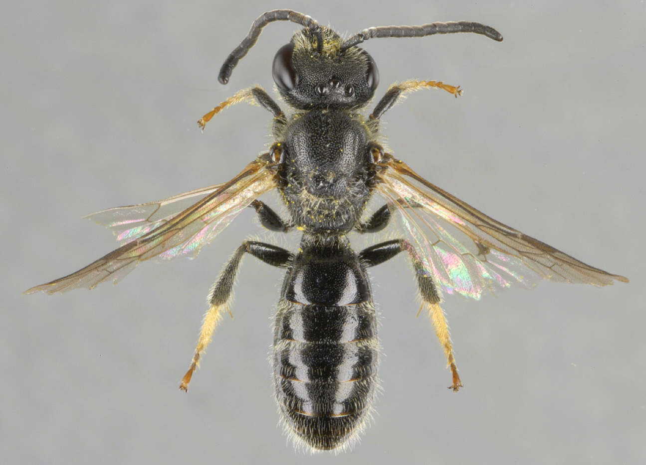 Lasioglossum lativentre (Schenck 1853)的圖片