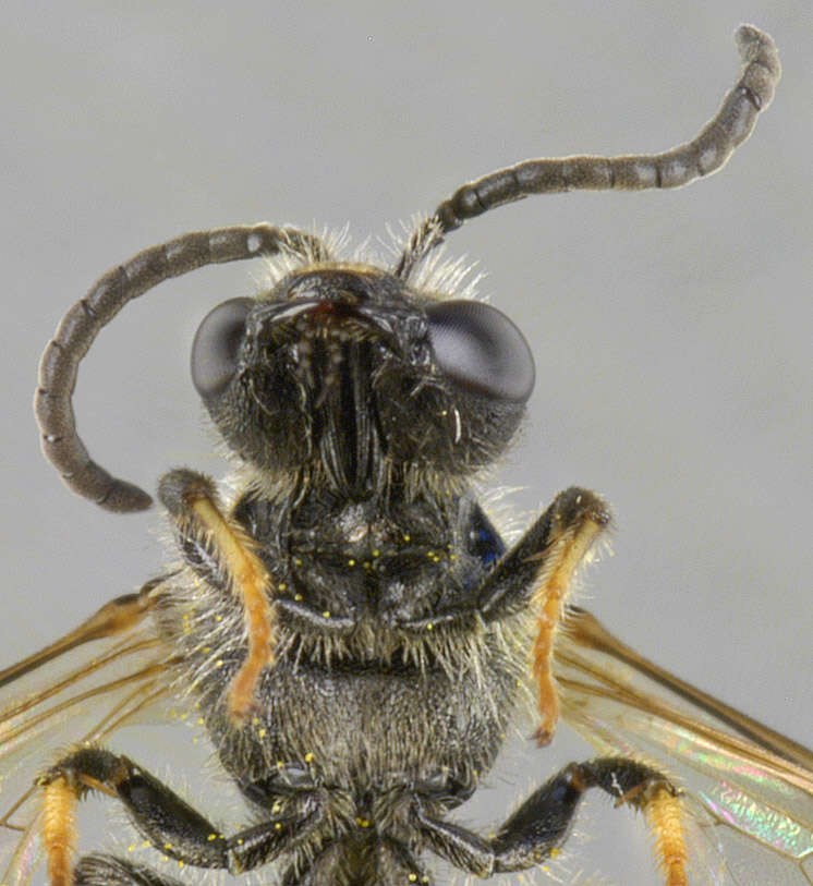 Lasioglossum lativentre (Schenck 1853)的圖片