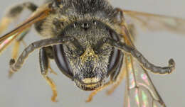 Lasioglossum lativentre (Schenck 1853)的圖片