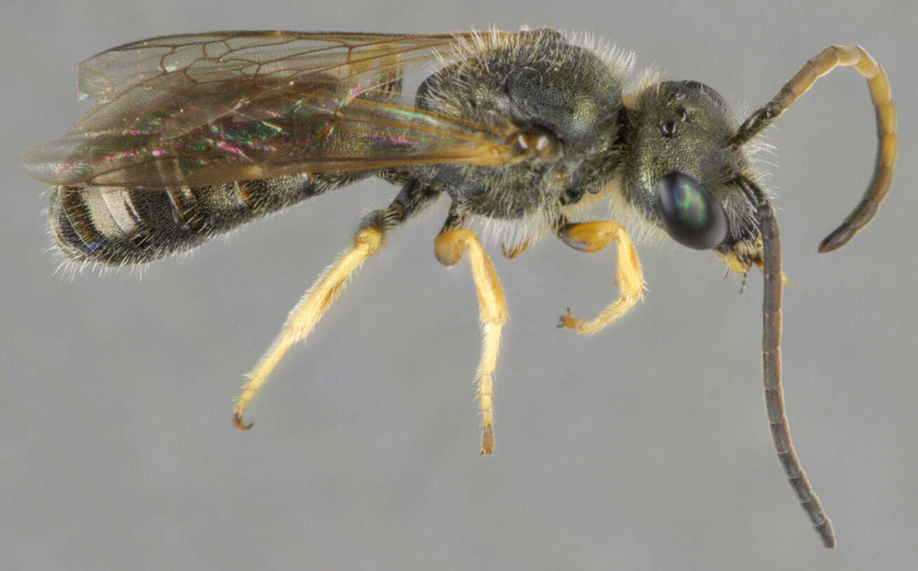 Halictus tumulorum (Linnaeus 1758)的圖片