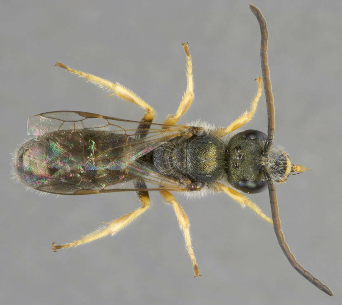 Image of Halictus tumulorum (Linnaeus 1758)