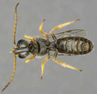 Halictus tumulorum (Linnaeus 1758)的圖片