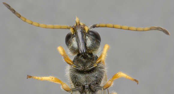 Halictus tumulorum (Linnaeus 1758)的圖片