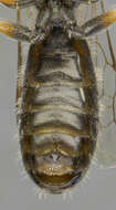 Halictus tumulorum (Linnaeus 1758)的圖片