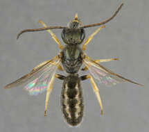 Halictus tumulorum (Linnaeus 1758)的圖片