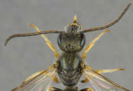 Halictus tumulorum (Linnaeus 1758)的圖片