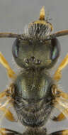 Halictus tumulorum (Linnaeus 1758)的圖片