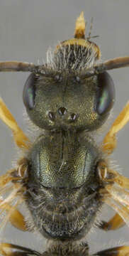 Image of Halictus tumulorum (Linnaeus 1758)