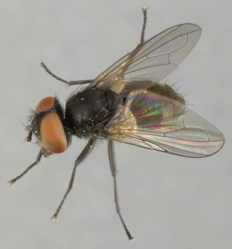 Image of Phasia barbifrons (Girschner 1887)