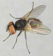 Image of Phasia barbifrons (Girschner 1887)