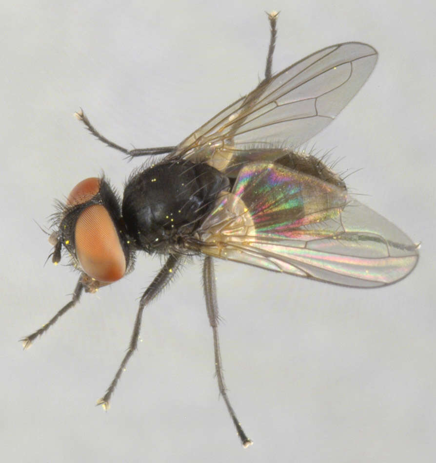 Image of Phasia barbifrons (Girschner 1887)