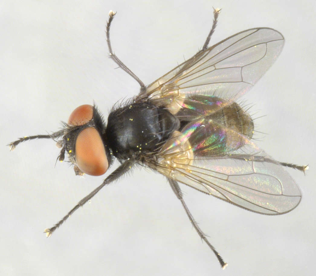 Image of Phasia barbifrons (Girschner 1887)