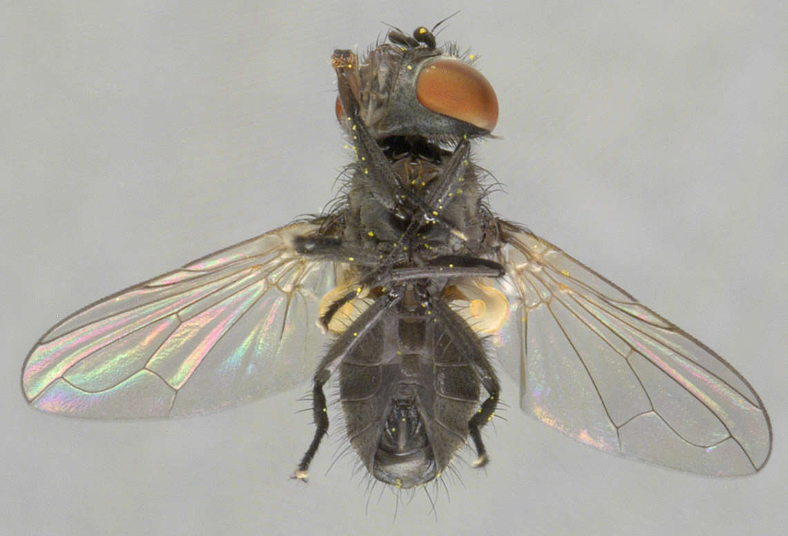 Image of Phasia barbifrons (Girschner 1887)