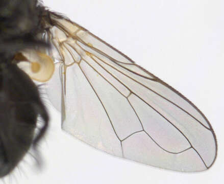 Image of Phasia barbifrons (Girschner 1887)