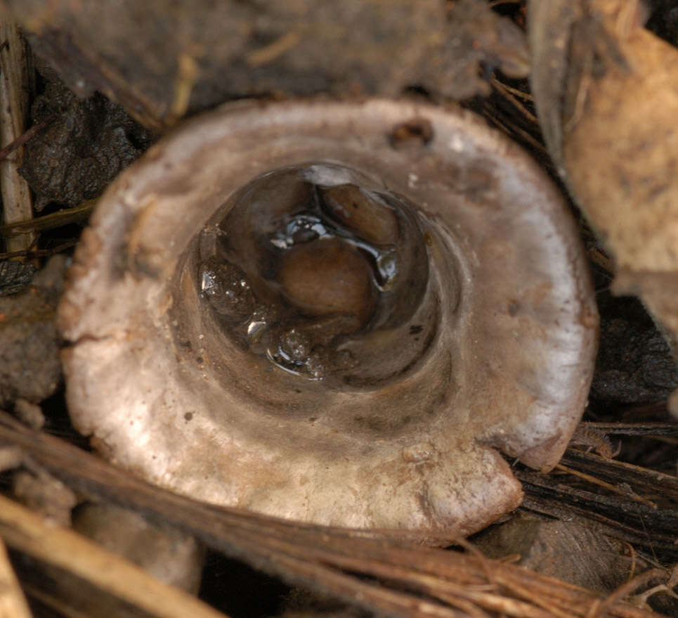 Image of Cyathus olla (Batsch) Pers. 1801