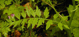 Image of Narrow-leaved Bittercress