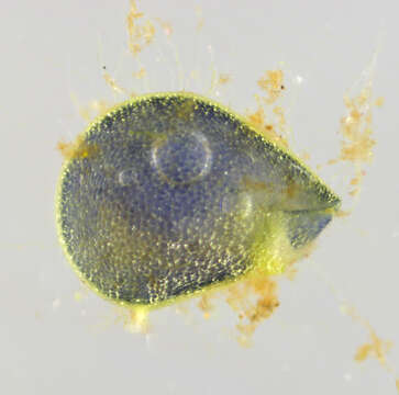 Image of Greater Bladderwort