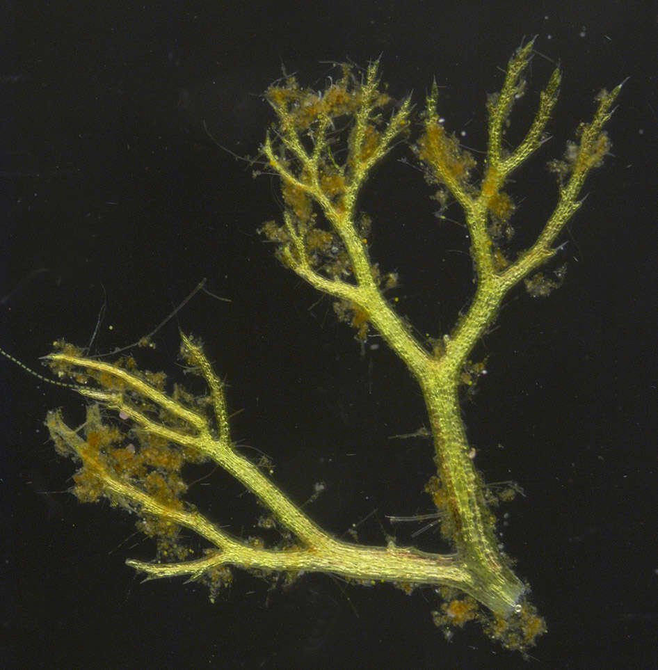 Image of Greater Bladderwort