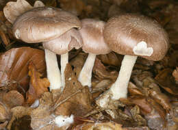 Image of Wood woolly-foot