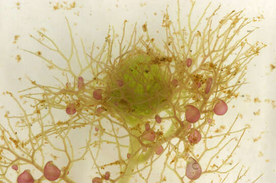 Image of Greater Bladderwort