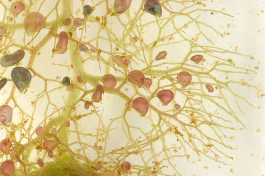 Image of Greater Bladderwort