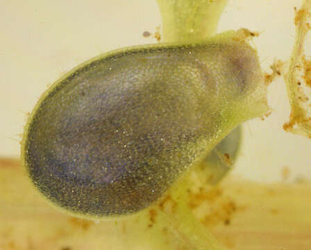 Image of Greater Bladderwort