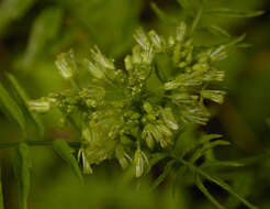 Image of Narrow-leaved Bittercress