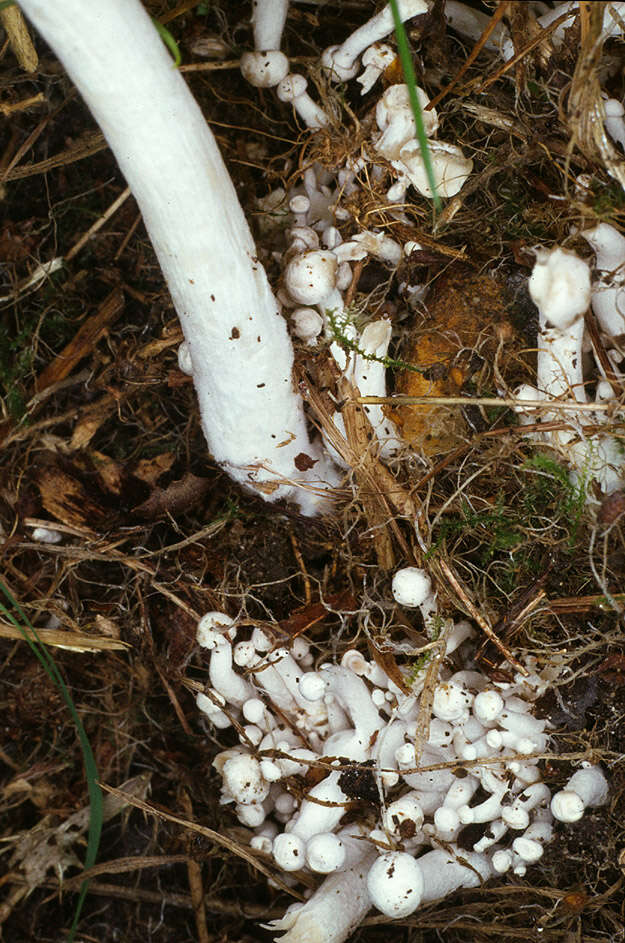 Image of Leucocybe