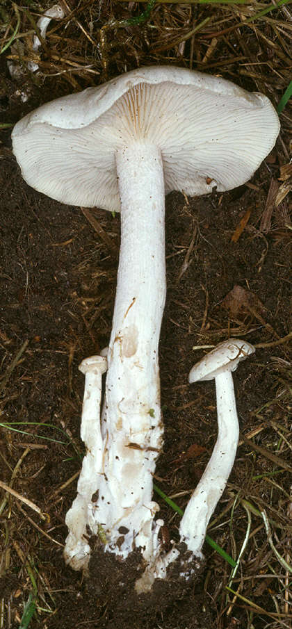 Image of Leucocybe