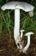 Image of Leucocybe