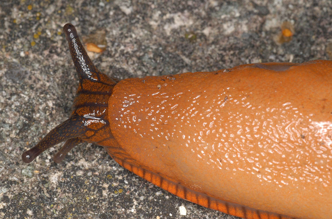 Image de Arion rufus (Linnaeus 1758)