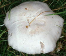 Image of Leucocybe